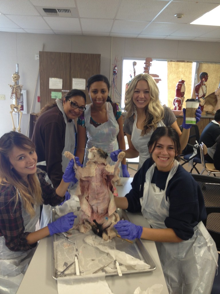anatomycat