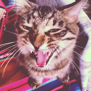 This is my cat, Lau Hu.